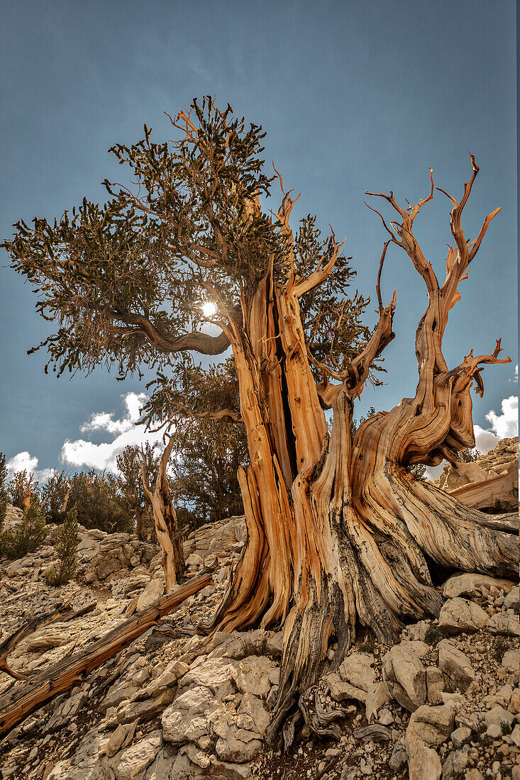 USA, Eastern Sierra, White Mountains, bristlecone pines