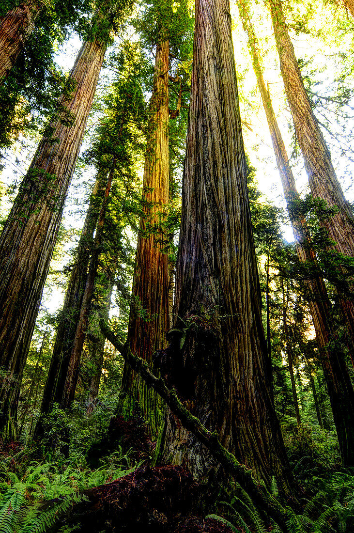 Die höchsten Bäume der Welt im Redwood National Park in Kalifornien