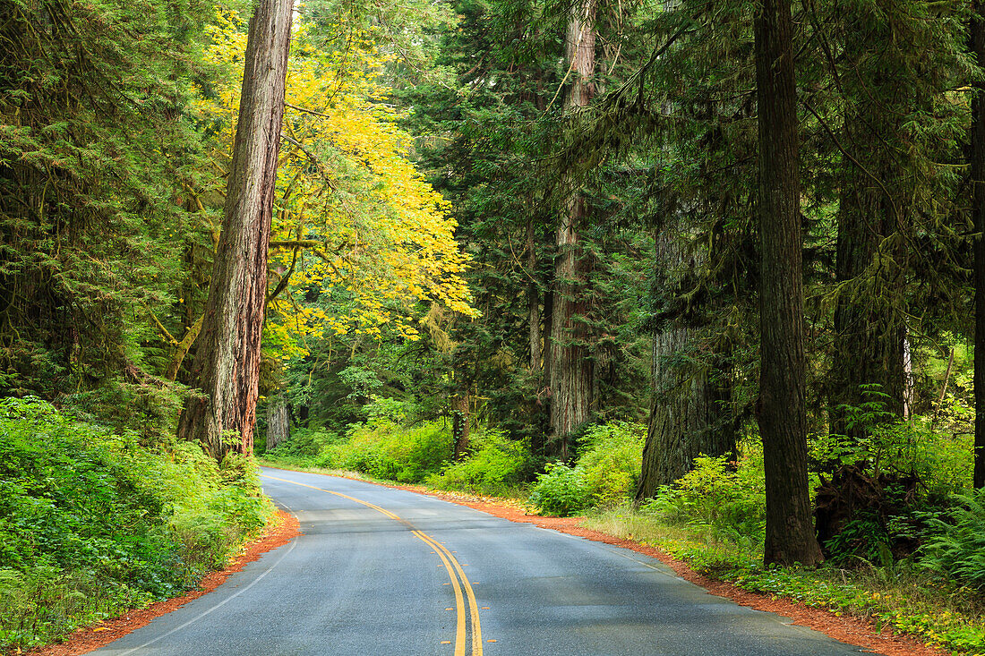 Prairie Creek Bereich, Redwoods State Park, Küstenmammutbäume, Nordküste von Kalifornien, USA