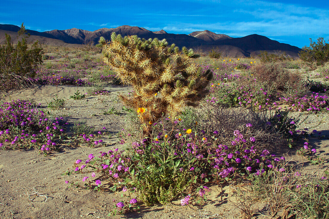 Wildblumen, Anza Borrego Desert State Park, Kalifornien