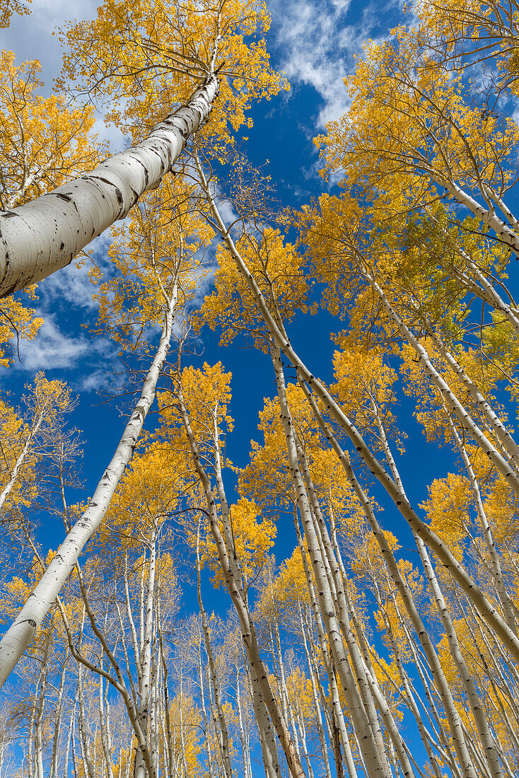 USA, Colorado. Uncompahgre National Forest, Grove of Autumn Coloured Zitterpappel kontrastiert mit blauem Himmel in der Sneffels Range.
