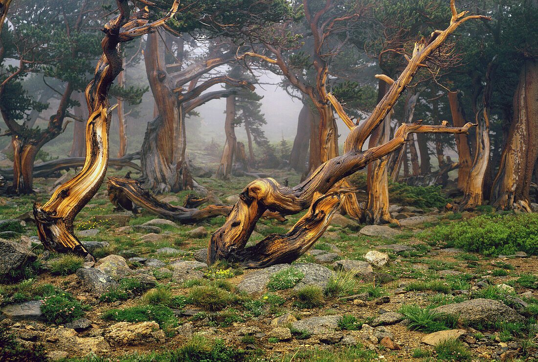 Misty morning bristlecone pines on mount Evans in the Colorado Rocky Mountains