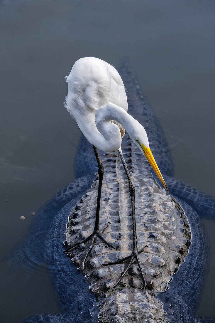 Silberreiher reitet auf dem Rücken des Alligators, Florida