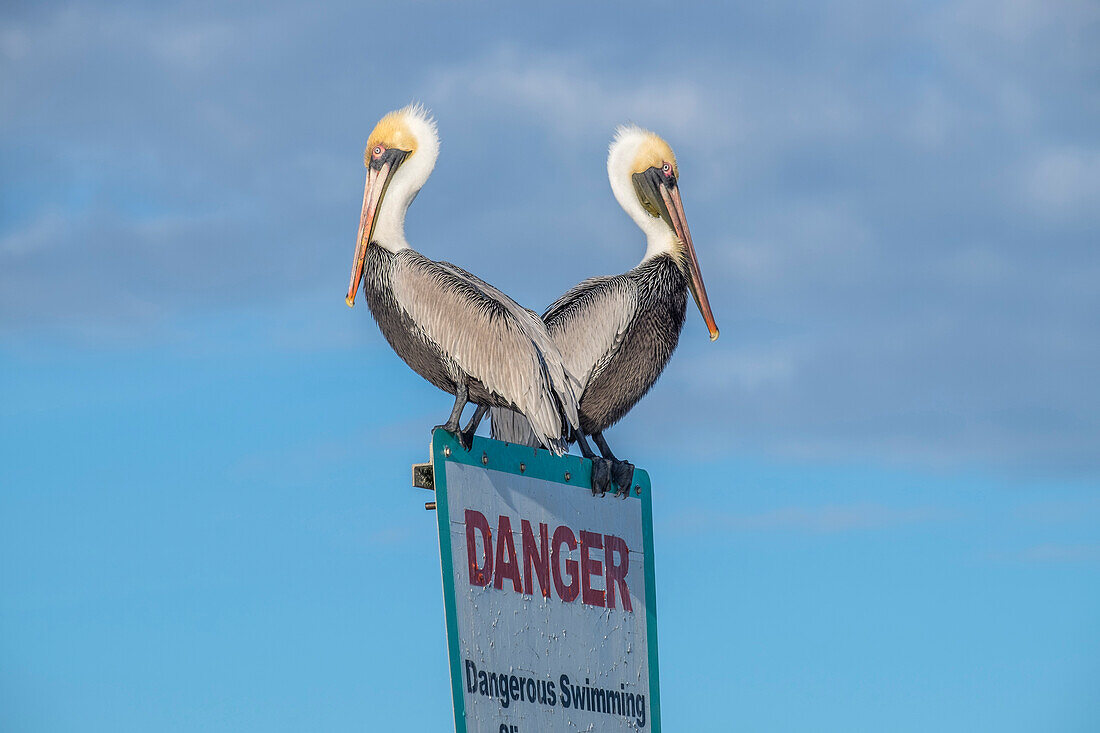 Brown Pelicans perched on sign, New Smyrna Beach, Florida, Usa