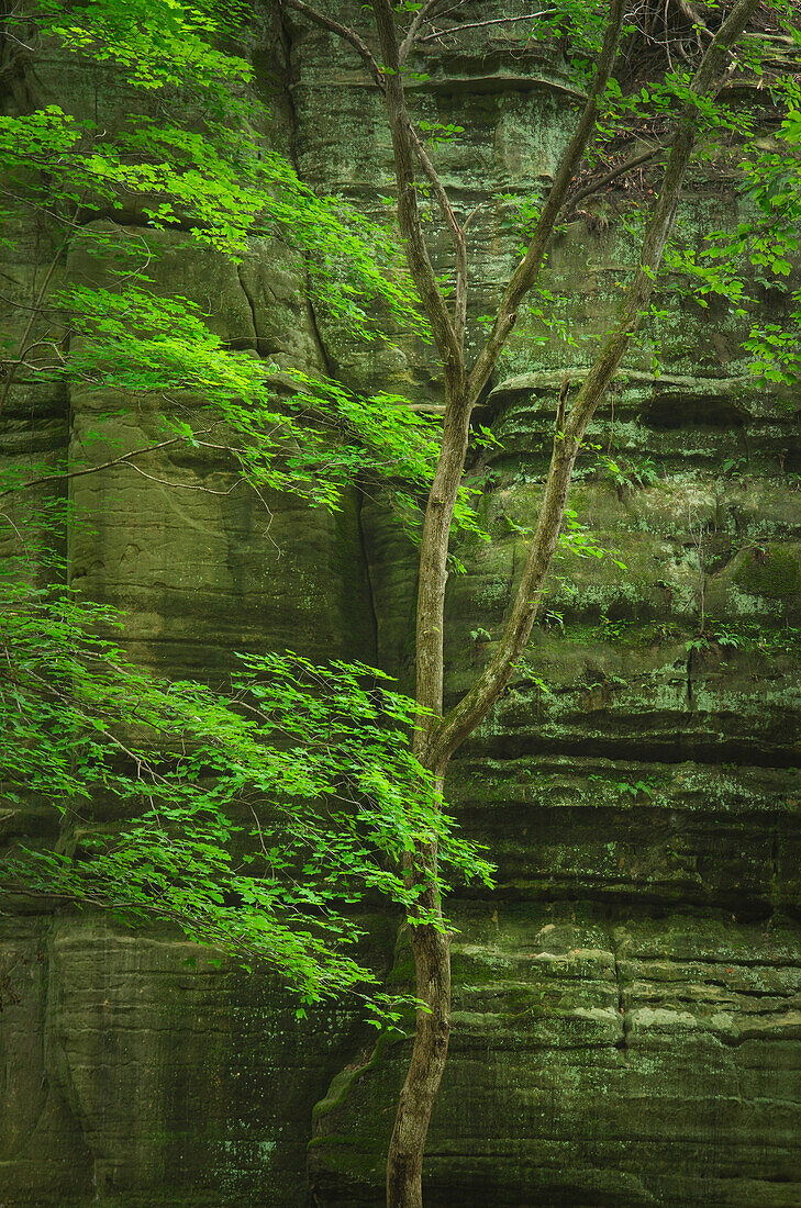 Kaskaskia Canyon, Starved Rock State Park, LaSalle County, Illinois