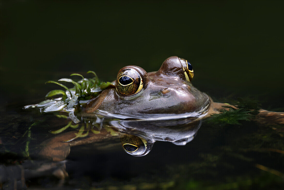 Grüner Frosch, Creasey Mahan Nature Preserve, Kentucky