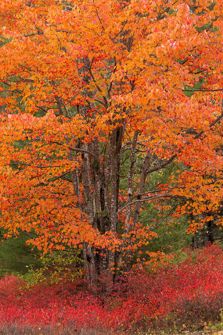 USA, Maine. Autumn tree with Red blueberry bushes in Acadia National Park.