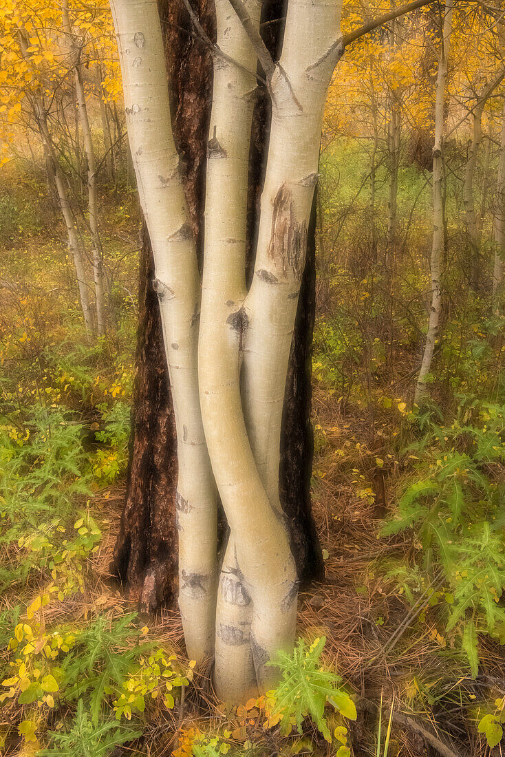 USA, Montana, Russell Gates Park. Baummontage