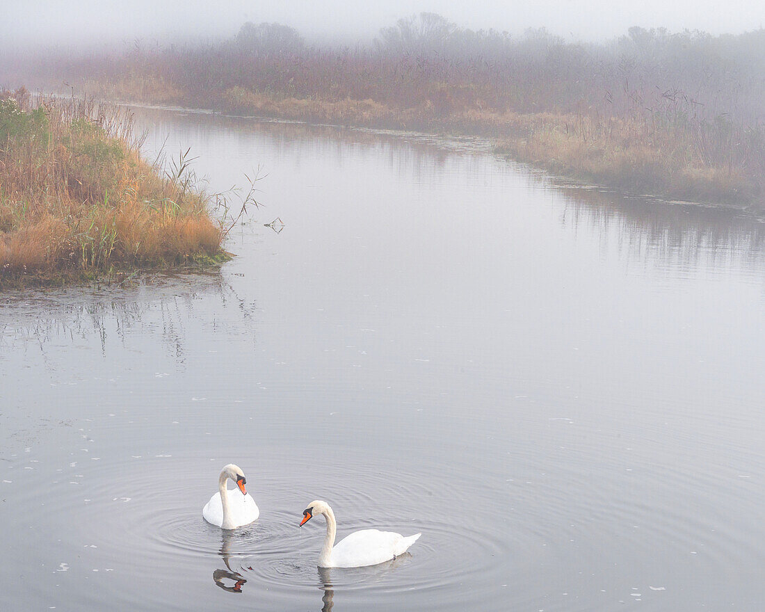 USA, New Jersey, Pine Barrens National Preserve. Swans in foggy marsh lake.