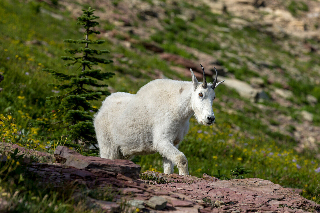 Mountain Goat on the hillside. Glacier National Park. Montana. Usa.