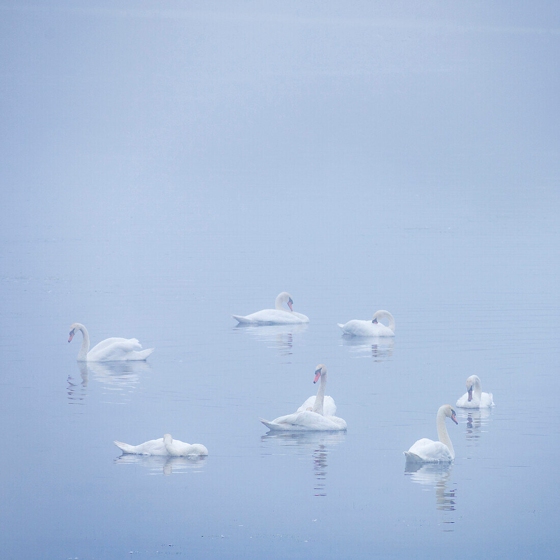 USA, New Jersey, Cape May National Seashore. Swans in foggy marsh.