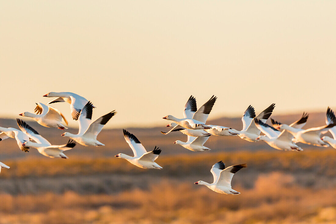 USA, New Mexico, Bosque del Apache Natural Wildlife Refuge. Mixed geese flying