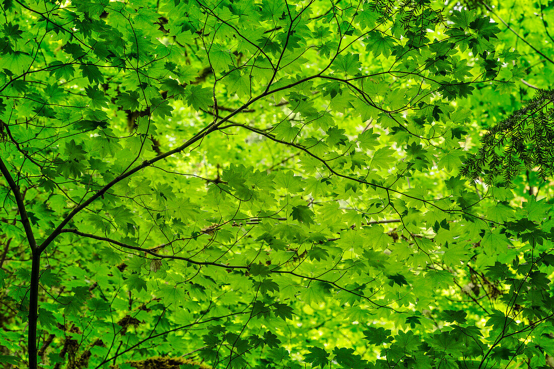 Muster aus grünen Ahornblättern, Columbia River Gorge National Scenic Area, Oregon