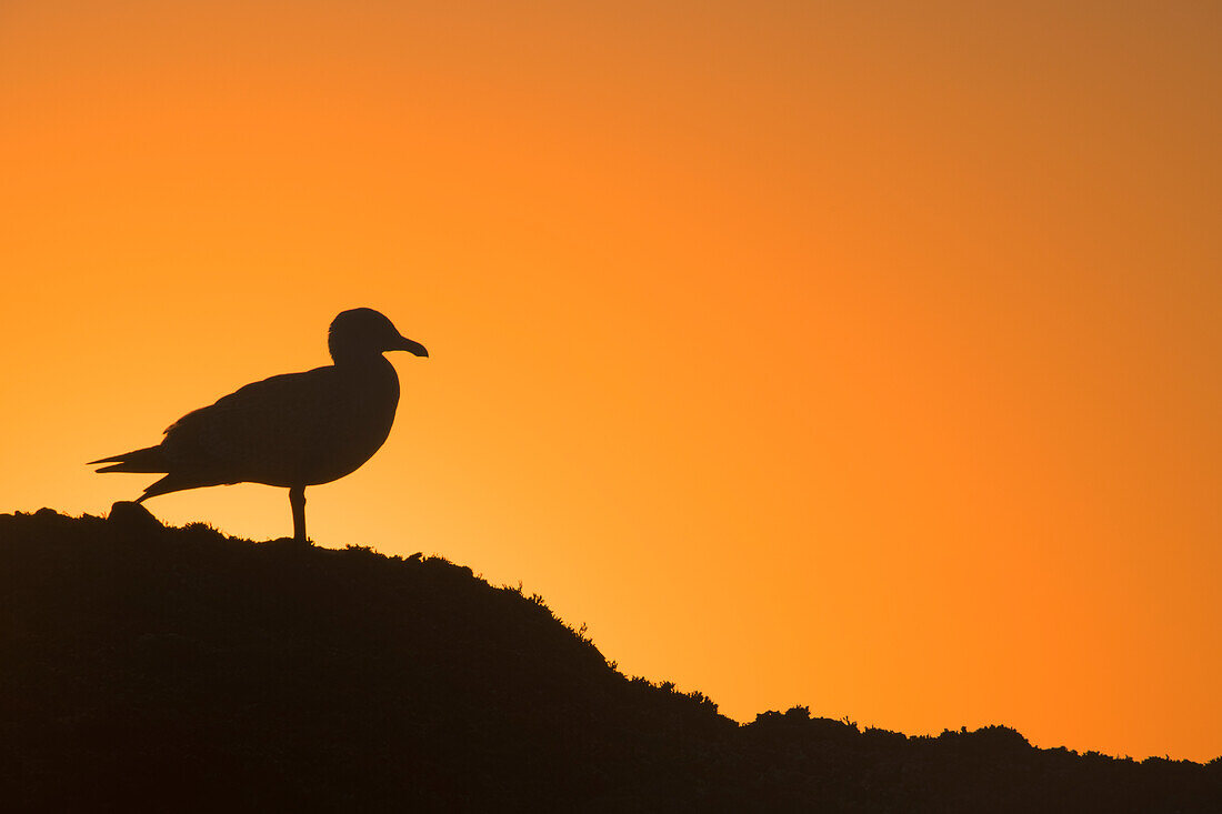 USA, Oregon, Bandon. Möwe-Silhouette bei Sonnenuntergang