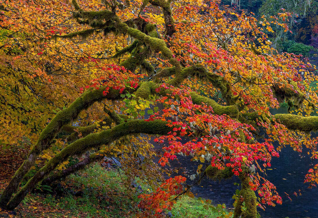 Colorful autumn maples along Humbug Creek in Clatsop County, Oregon, USA