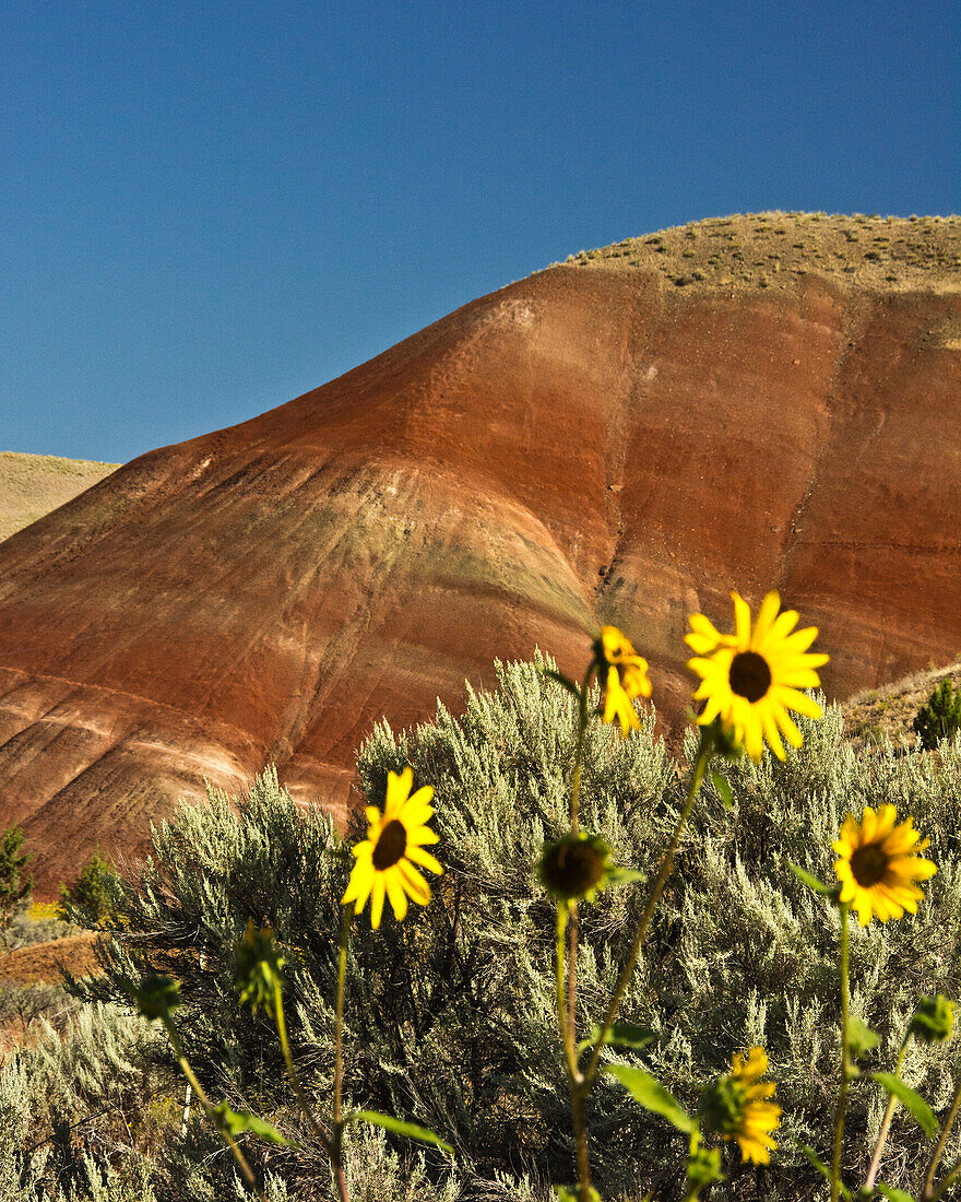Sonnenblumen, Painted Hills, John Day Fossil Beds National Monument, Mitchell, Oregon, USA