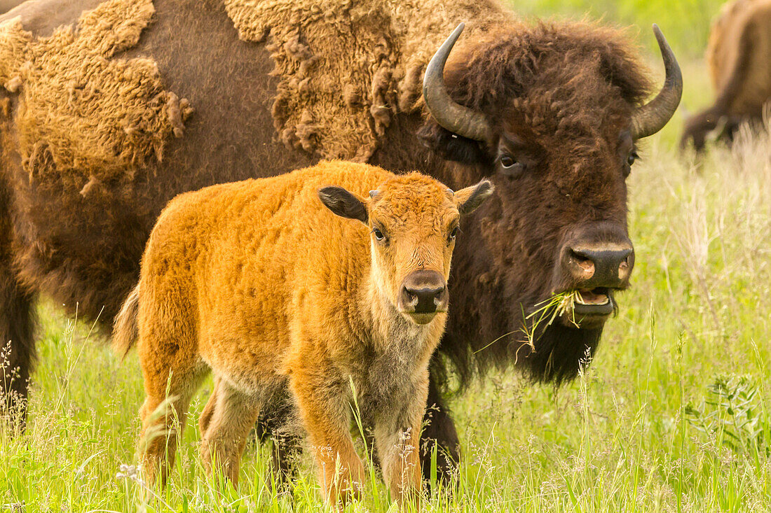 USA, South Dakota, Custer State Park. Bison parent and calf in meadow