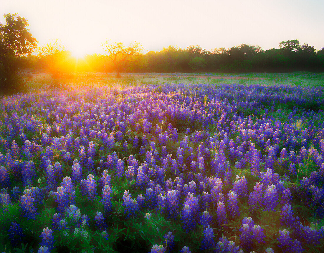 USA, Texas, Llano County. Sunrise abstract of field of bluebonnets.