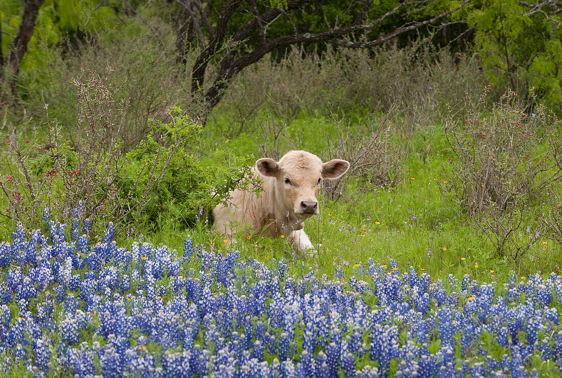 USA, Texas, Llano County. Young cow lays in grass bordered by bluebonnets.