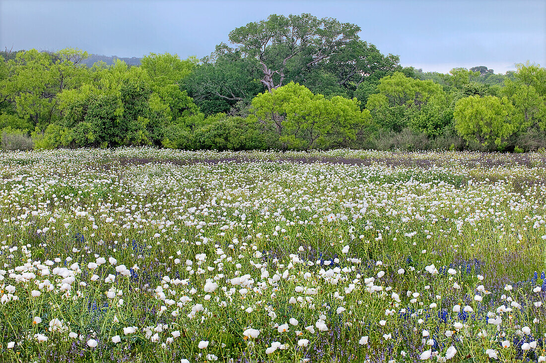 USA, Texas, Llano County. Feld mit weißen stacheligen Mohnblumen und Eichen.