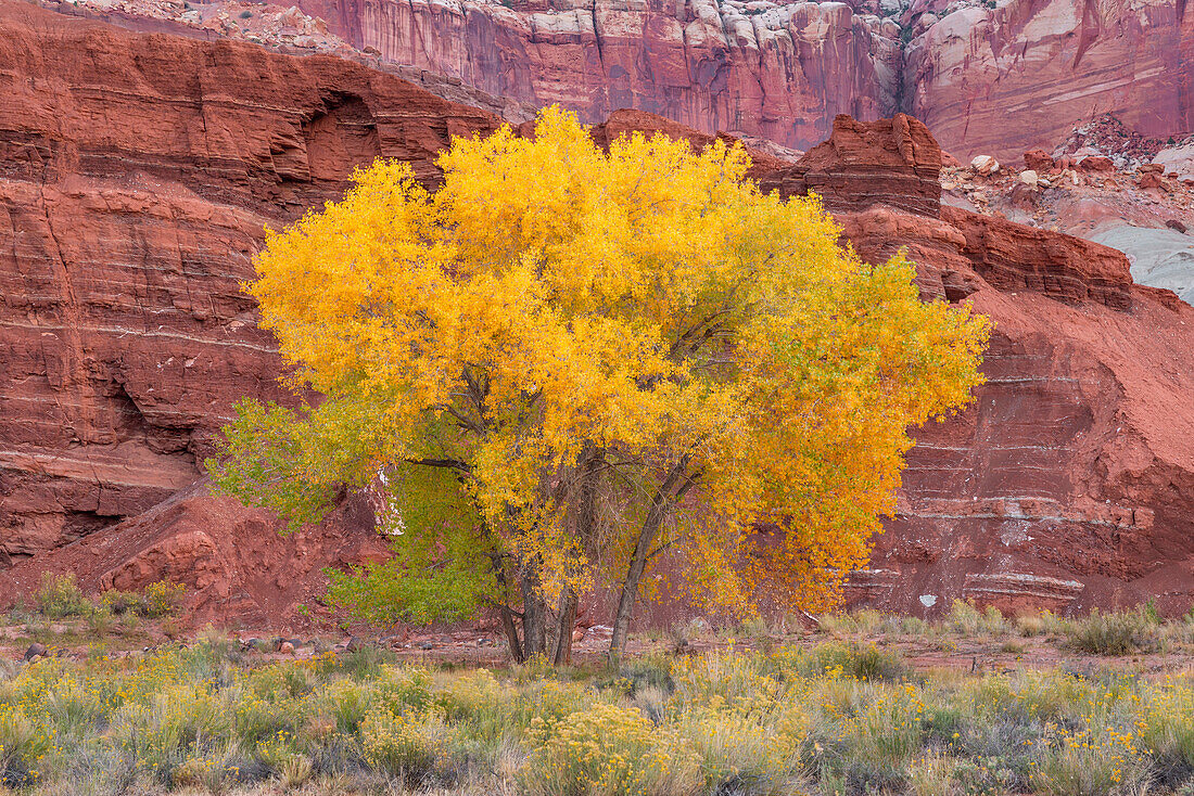 USA, Utah. Capitol Reef National Park, Autumn-colored Fremont cottonwoods growing at base off The Castle.
