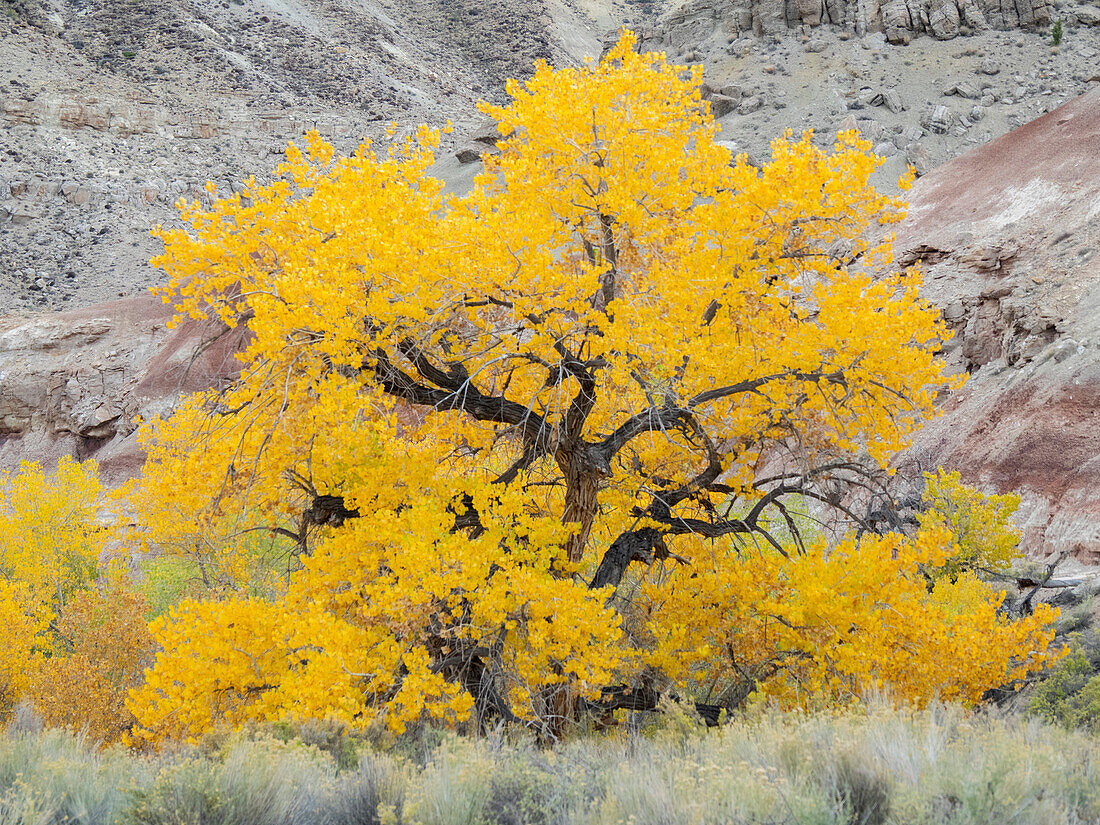 USA, Utah. Wayne County, The Blue Hills, Golden Fremont Cottonwood trees