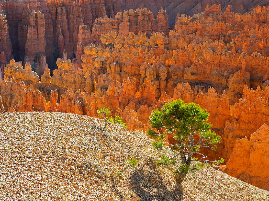 Utah, Bryce Canyon Natonal Park. view of canyon with hoodoos