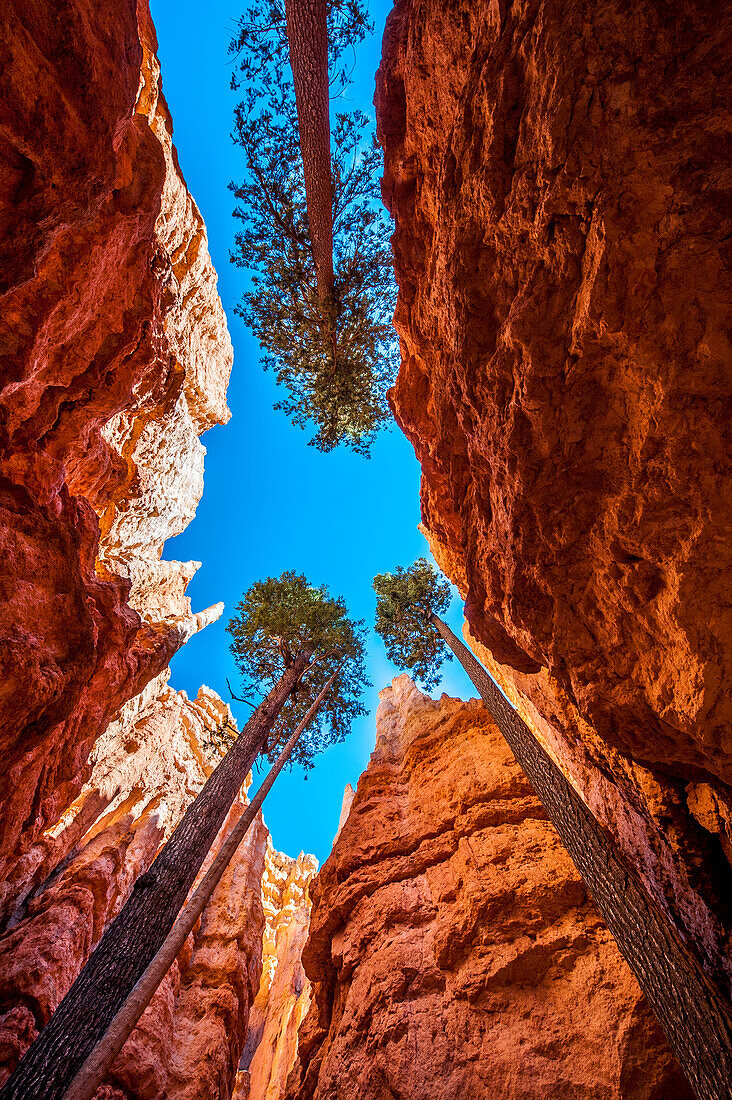 Wall Street, Bryce Canyon National Park, Utah, USA.