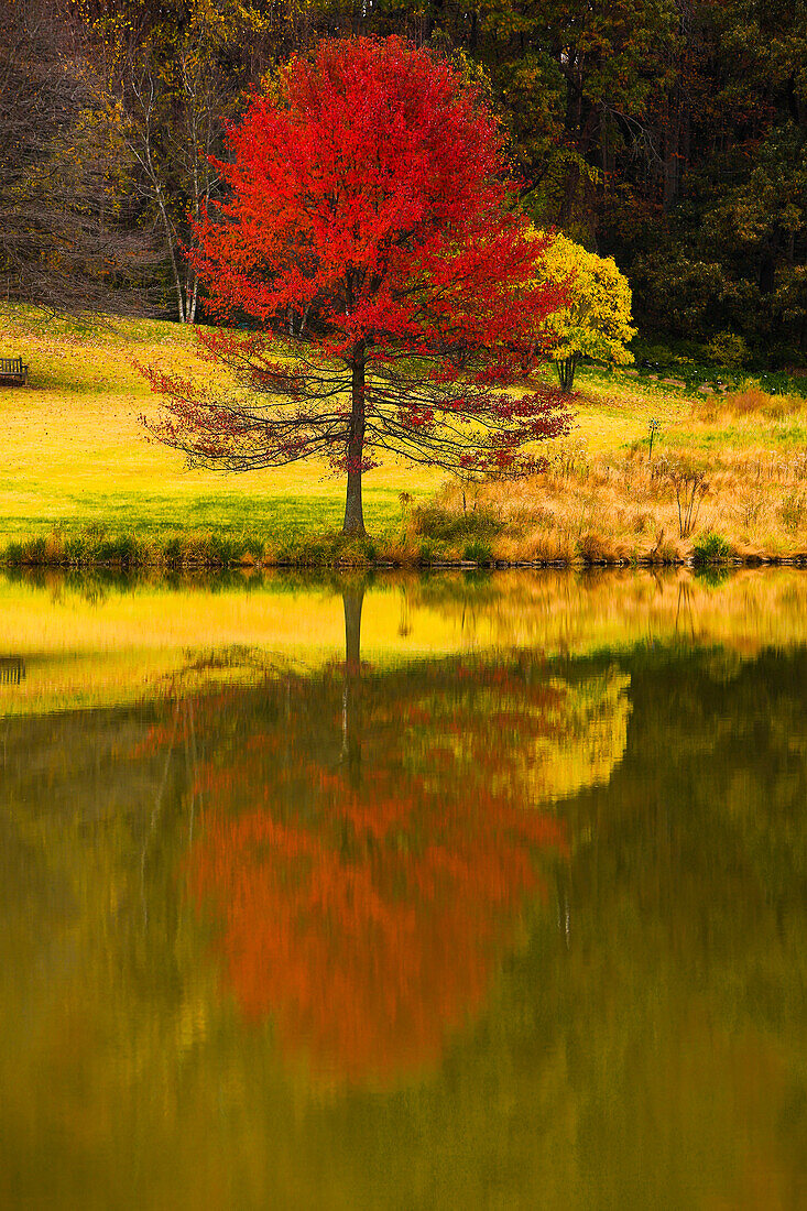 Botanischer Garten Meadowlark, Wien, Virginia. Die Reflexion eines roten Ahornbaums im Teich im Herbst