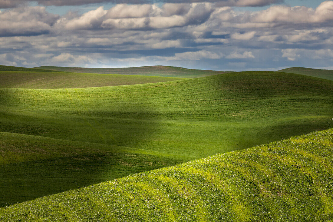 Rolling fields of wheat, Palouse region of eastern Washington.