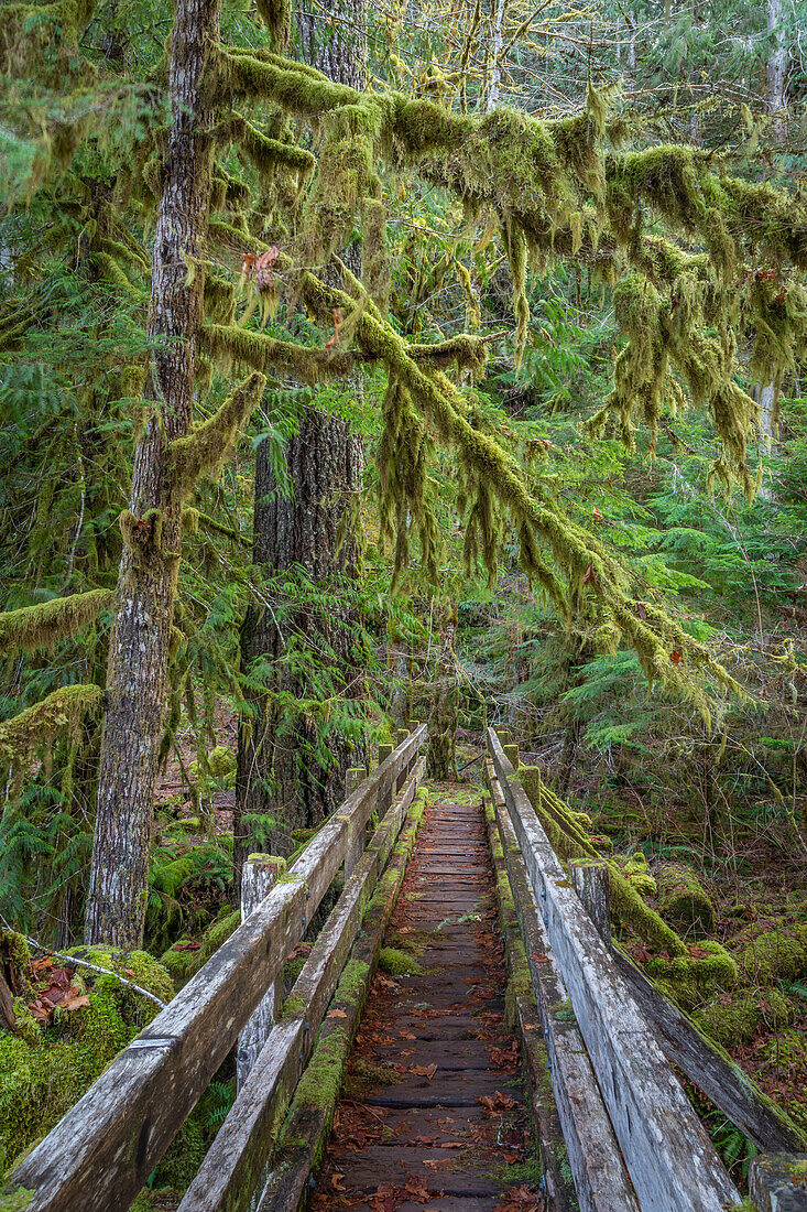 USA, Washington State, Olympic National Park. Walkway through bigleaf maples forest.