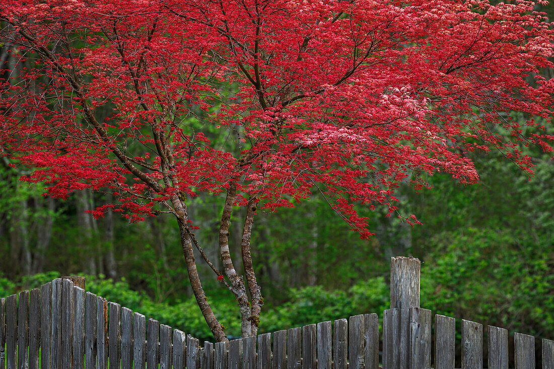 USA, Washington State, Seabeck. Blooming Japanese maple tree and fence.