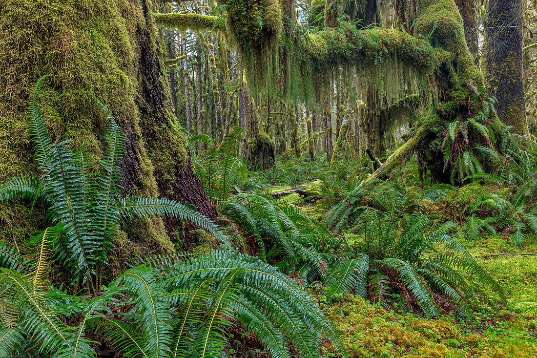 Moosiger üppiger Wald entlang des Maple Glade Trail im Quinault Rainforest im Olympic National Park, Washington State, USA