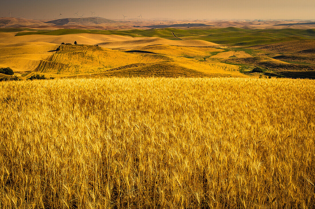 USA, Washington State, rolling farmland, harvest time