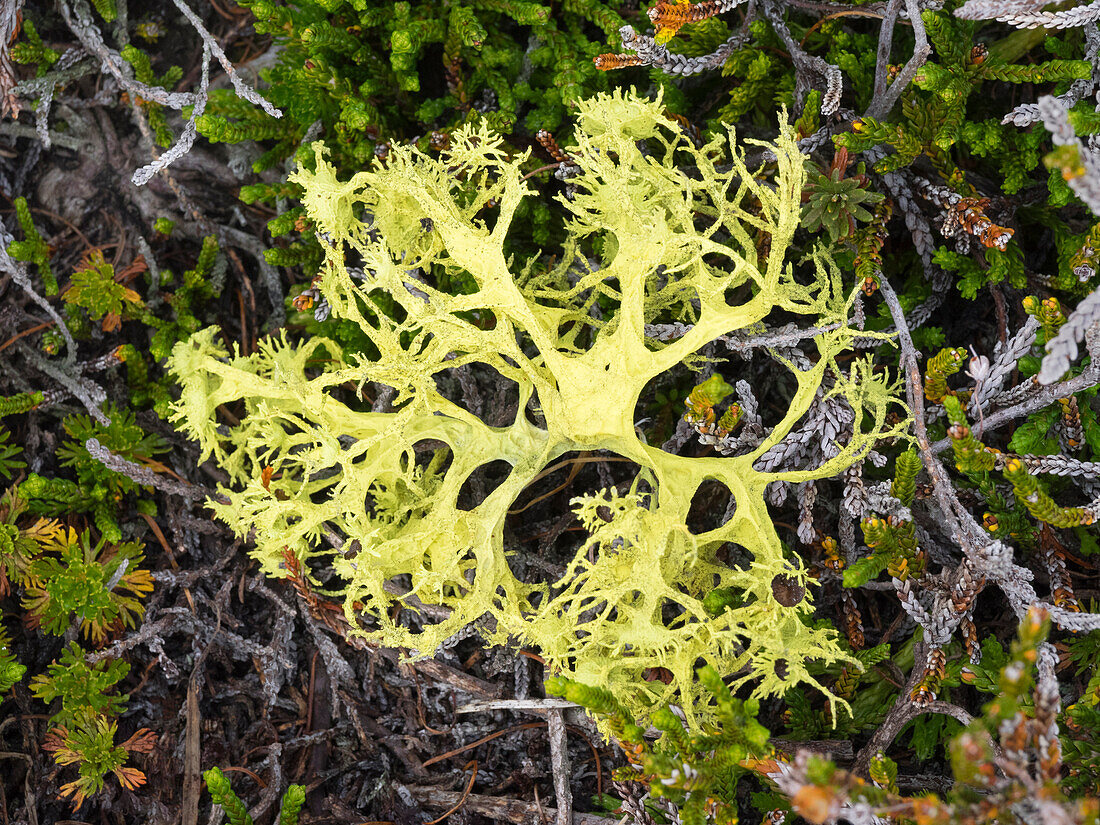 USA, Staat Washington. Alpenseen Wildnis, Stuart Range, Flechten, Evernia prunastri