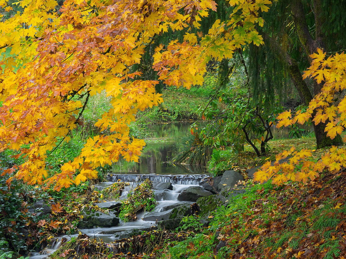 WA, Redmond, Stream and Autumn color