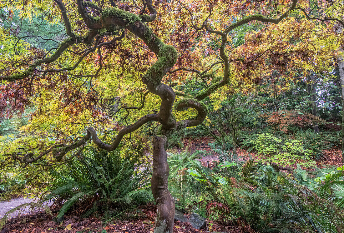 Staat Washington, Seattle. Arboretum, Japanischer Ahorn