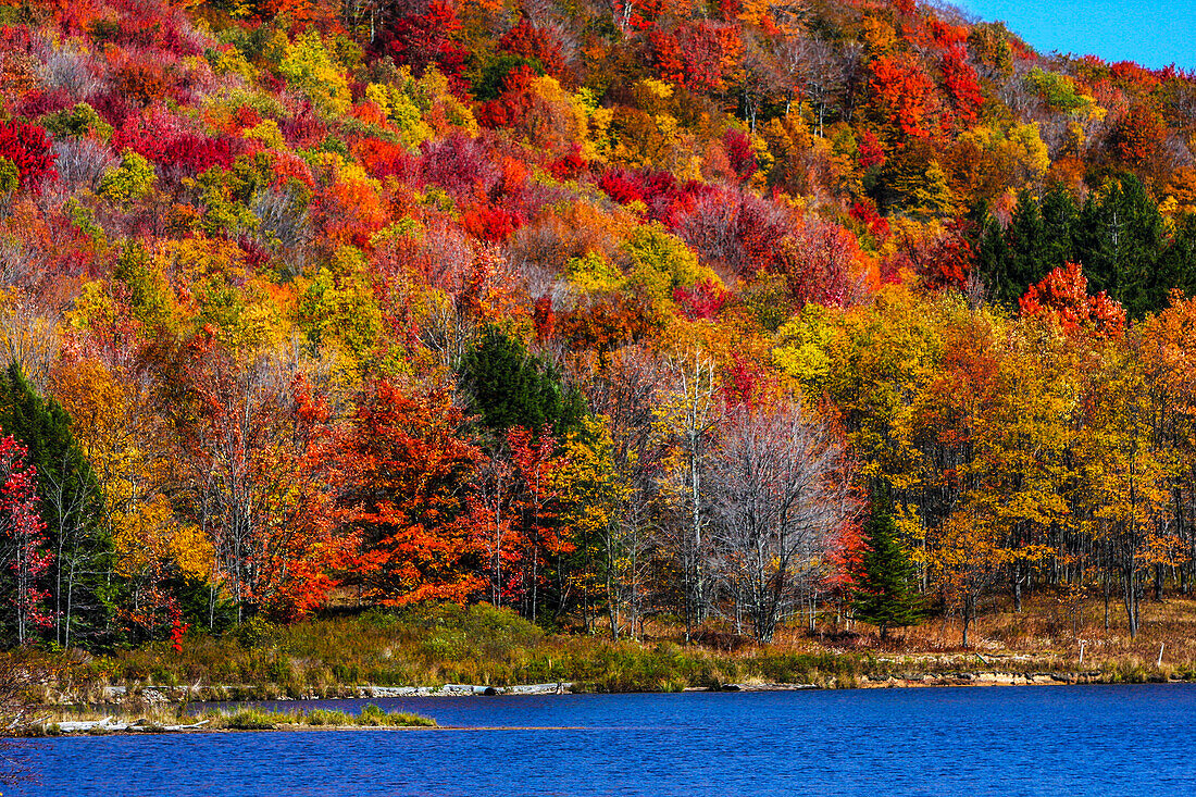 Canaan Valley, West Virginia. Allegheny-Herbstwald und ein blauer See