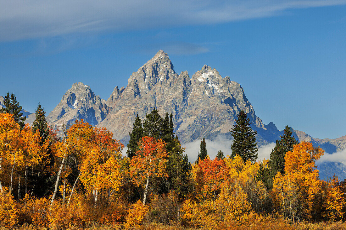 Golden aspen trees and Cathedral Group, Grand Teton National Park, Wyoming