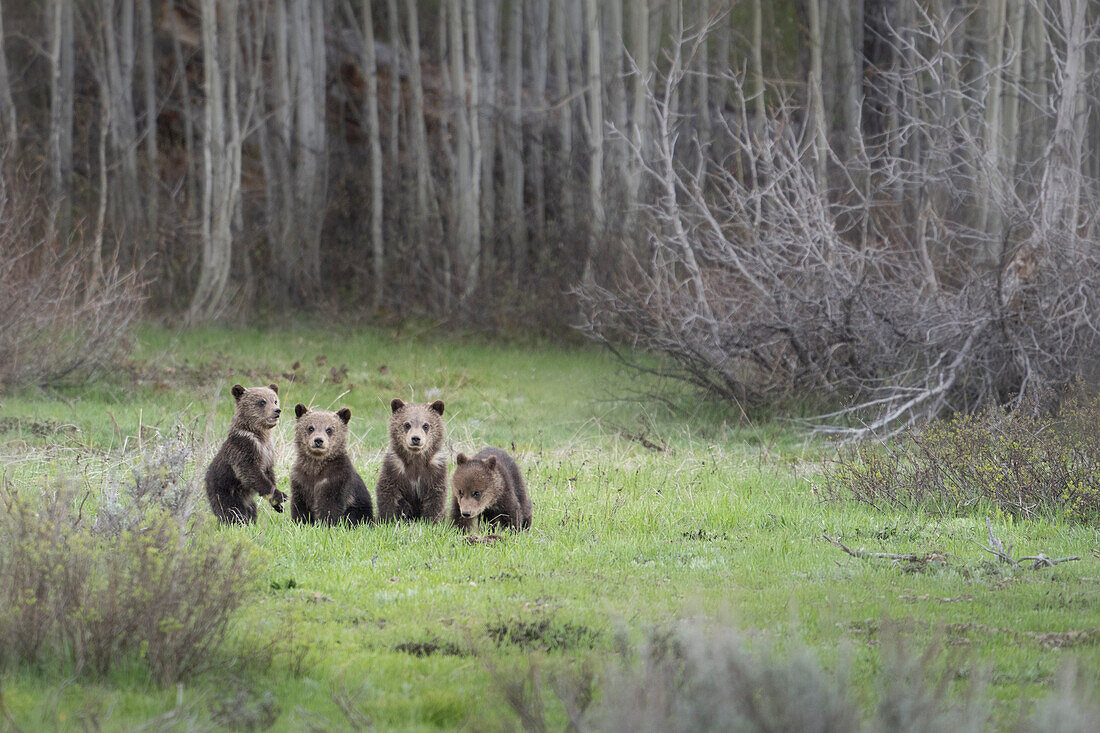 USA, Wyoming, Grand-Teton-Nationalpark. Vier Grizzlybärjunge auf der Wiese.