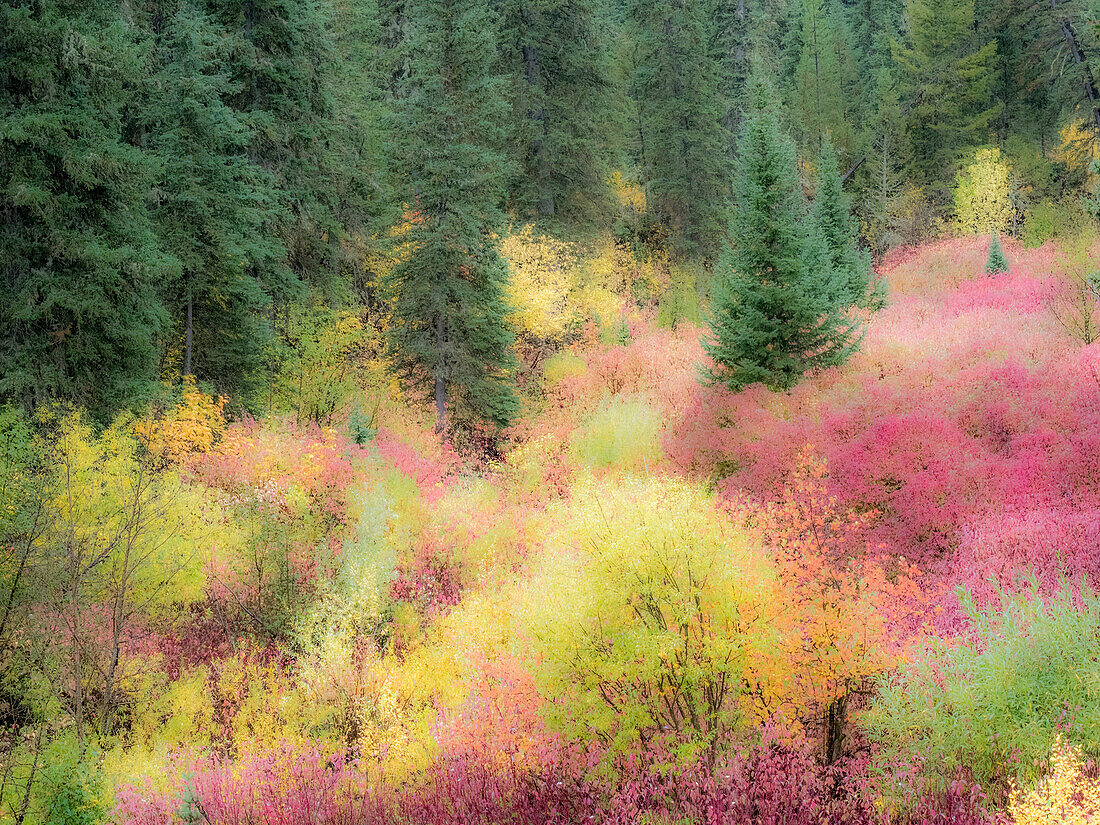 USA, Wyoming, Hoback Herbstfarben entlang Highway 89 mit Hartriegel, Willow, Evergreens, Espen