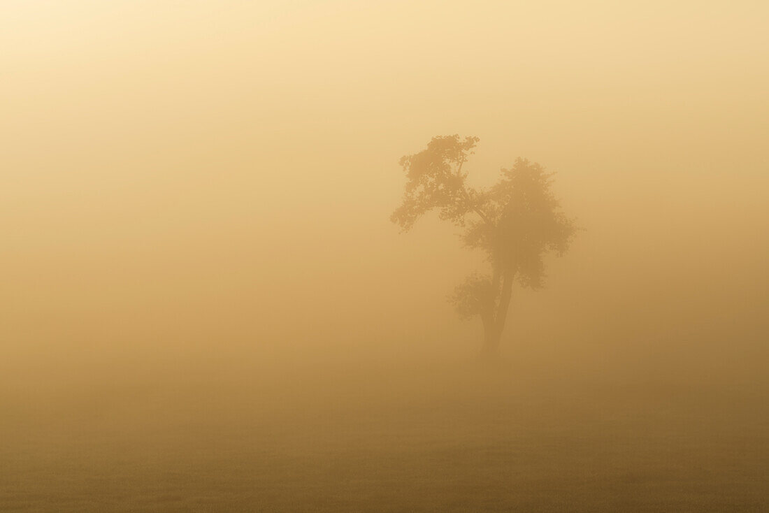 Picturesque foggy morning near Obersöchering, Bavaria, Germany