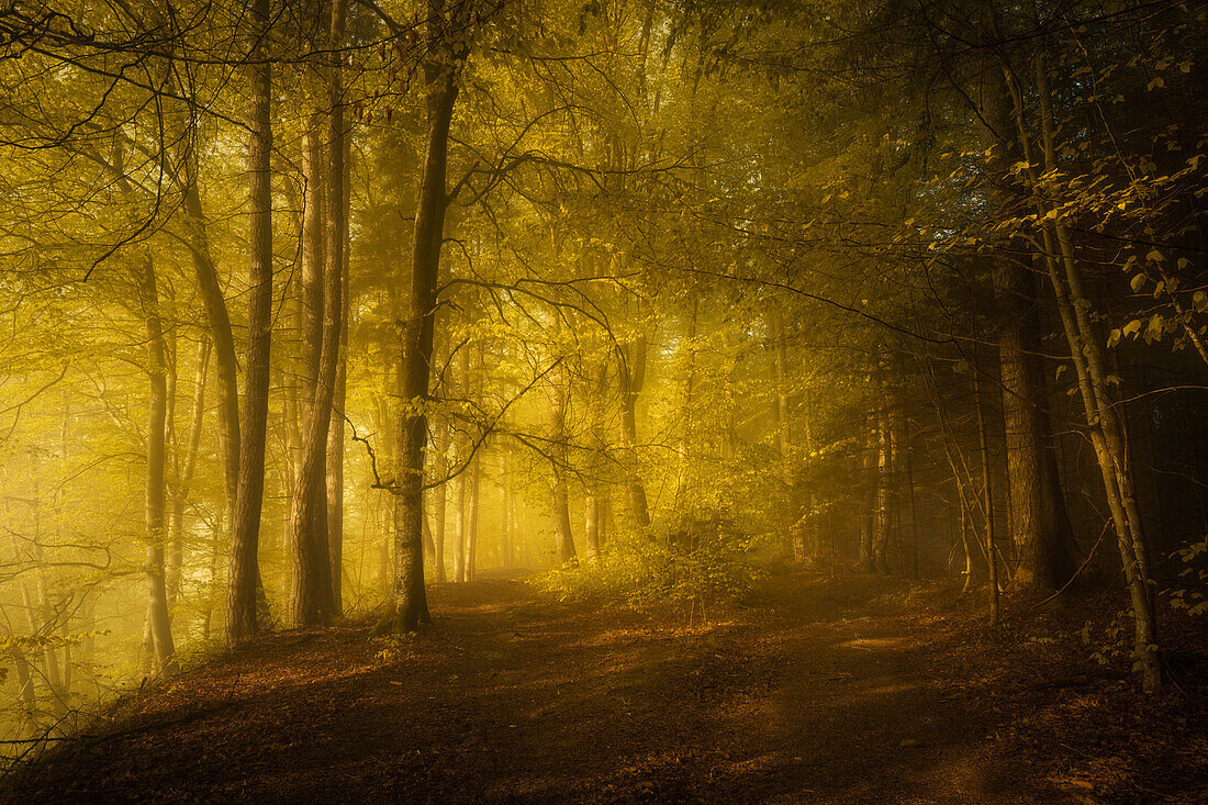 Foggy autumn morning in a beech forest south of Munich, Bavaria, Germany, Europe