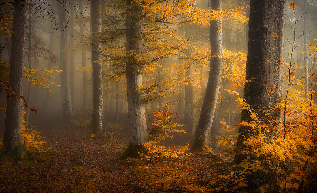 Nebliger Herbstmorgen im einem Buchenwald südlich von München, Bayern, Deutschland, Europa