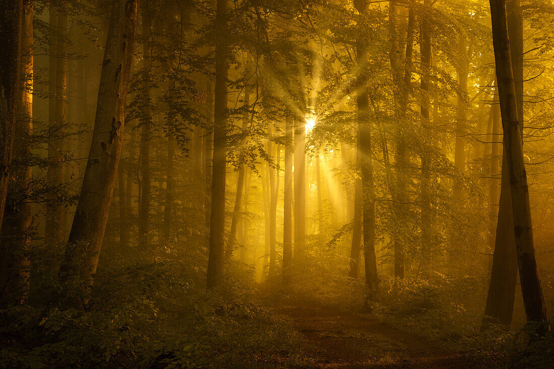 Nebliger Herbstmorgen im einem Buchenwald südlich von München, Bayern, Deutschland, Europa