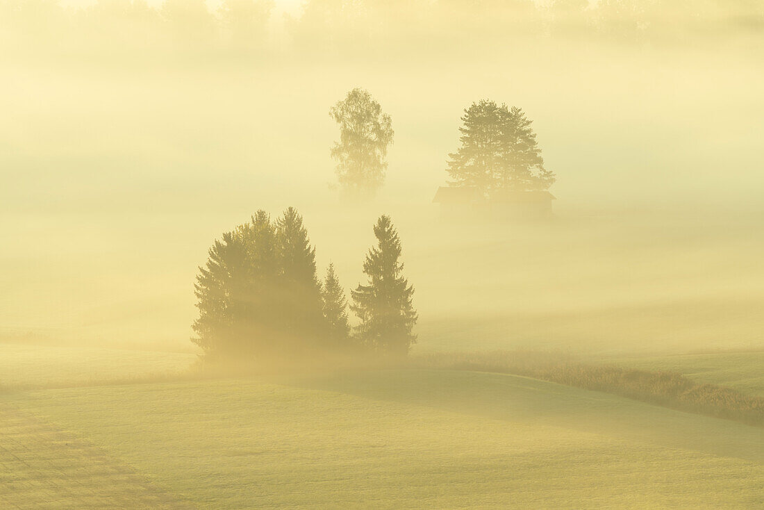 Beautiful foggy morning in the Kochelmoos in September, Sindesldorf, Großweil, Bavaria, Germany