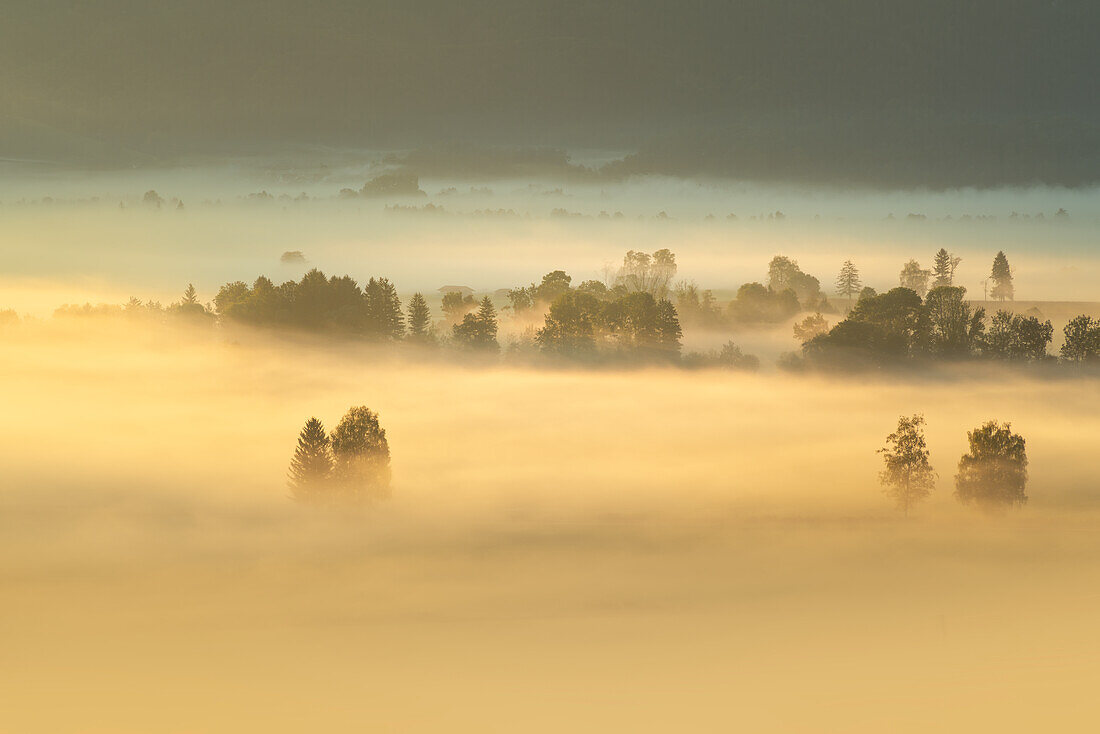 Beautiful foggy morning in the Kochelmoos in September, Sindesldorf, Großweil, Bavaria, Germany