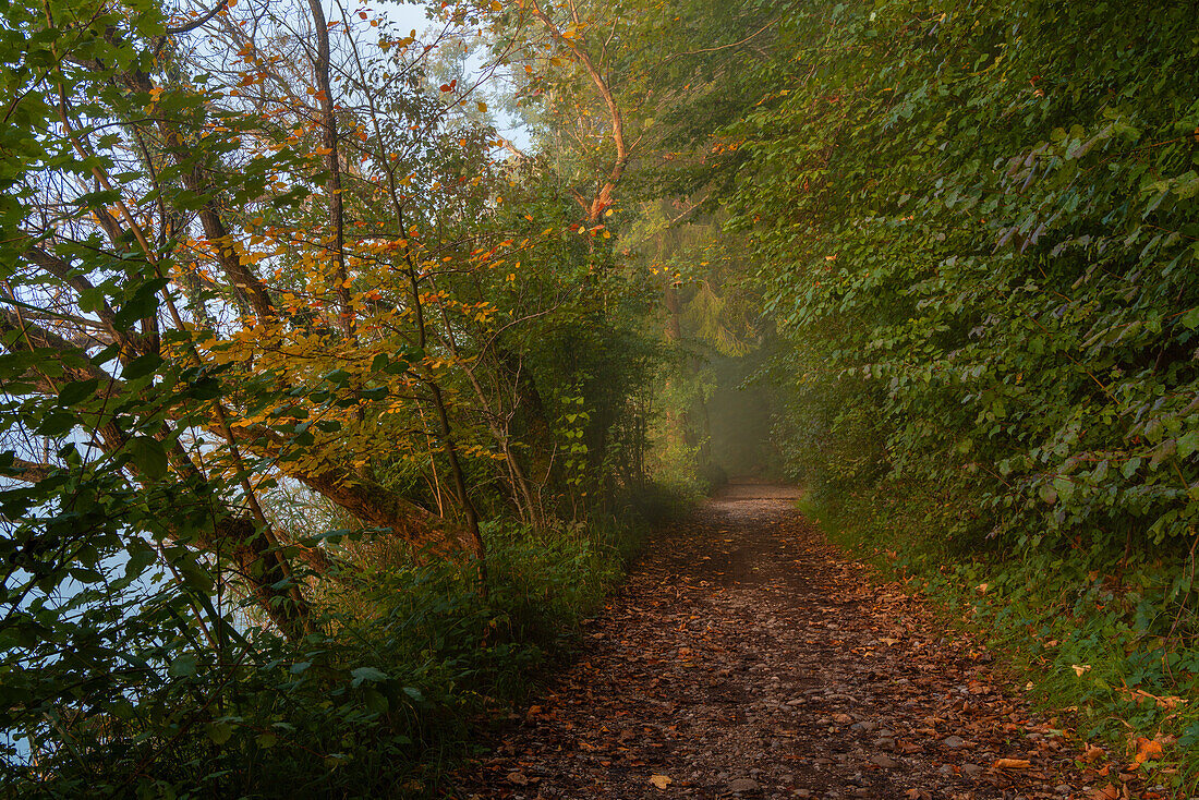 Foggy September morning in the Isar valley near Baierbrunn, Bavaria, Germany