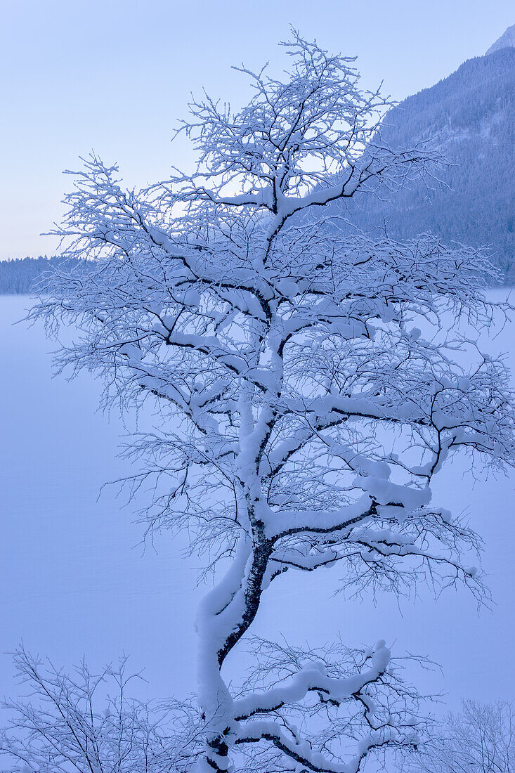 Picturesque tree in front of the frozen Eibsee, Grainau, Upper Bavaria, Bavaria, Germany