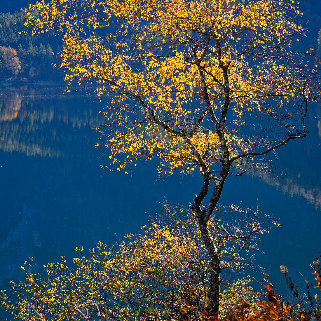 Autumn at the Eibsee, Grainau, Upper Bavaria, Bavaria, Germany